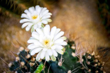 Kaktüs (Gymno, Gymnocalycium) ve kaktüs bahçesindeki kaktüs çiçekleri ev veya çiçekçide dekoratif için çok sayıda boyut ve renk kullanılır.