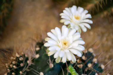 Kaktüs (Gymno, Gymnocalycium) ve kaktüs bahçesindeki kaktüs çiçekleri ev veya çiçekçide dekoratif için çok sayıda boyut ve renk kullanılır.