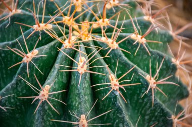 Kaktüs (Gymno, Gymnocalycium) ve kaktüs bahçesindeki kaktüs çiçekleri ev veya çiçekçide dekoratif için çok sayıda boyut ve renk kullanılır.