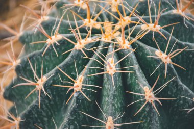 Kaktüs (Gymno, Gymnocalycium) ve kaktüs bahçesindeki kaktüs çiçekleri ev veya çiçekçide dekoratif için çok sayıda boyut ve renk kullanılır.