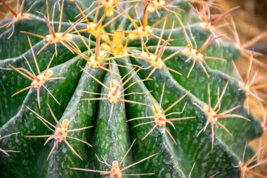 Kaktüs (Gymno, Gymnocalycium) ve kaktüs bahçesindeki kaktüs çiçekleri ev veya çiçekçide dekoratif için çok sayıda boyut ve renk kullanılır.