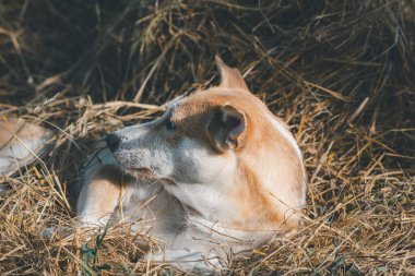 Tayland kahverengi sokak köpeği, hayvan türü bir memeli ve evcil hayvandır. Güzel doğa bahçesinde ya da çiftlikte oynar ve neşe ve mutluluk dolu bir şeye bakar.