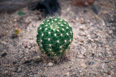 Kaktüs (Gymno, Gymnocalycium) ve kaktüs bahçesindeki kaktüs çiçekleri ev veya çiçekçide dekoratif için çok sayıda boyut ve renk kullanılır.