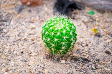 Kaktüs (Gymno, Gymnocalycium) ve kaktüs bahçesindeki kaktüs çiçekleri ev veya çiçekçide dekoratif için çok sayıda boyut ve renk kullanılır.