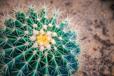 Cactus (Gymno ,Gymnocalycium) and Cactus flowers in cactus garden many size and colors popular use for decorative in house or flower shop clipart