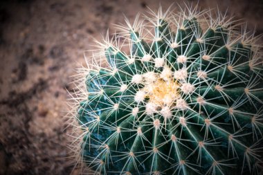 Kaktüs (Gymno, Gymnocalycium) ve kaktüs bahçesindeki kaktüs çiçekleri ev veya çiçekçide dekoratif için çok sayıda boyut ve renk kullanılır.