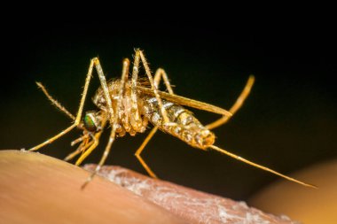 Macro of mosquito (Aedes aegypti) sucking blood close up on the human skin. Mosquito is carrier of Malaria, Encephalitis, Dengue and Zika virus clipart