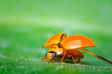 Macro of bug insect (Ladybug) orange and dot black color close up on the green leaf or leave in nature clipart