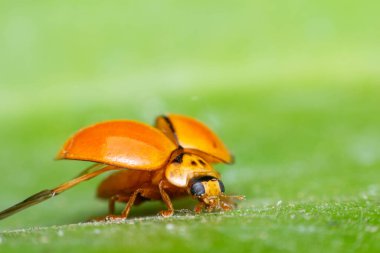 Macro of bug insect (Ladybug) orange and dot black color close up on the green leaf or leave in nature clipart