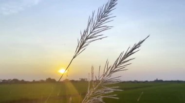 Silhouette landscape of nature grass field and flower of grass on meadow garden field green color lush with sunlight (sunset or sunshine) in countryside or park
