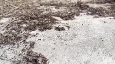 Park sonbaharında elektrikli süpürgeyle temizlik yapmak için yerdeki yaprakları temizleyen kişi