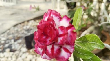 Çiçek (Adenium obesum, Impala Lily, alay Azalea, Sabi Star, Kudu veya çöl gülü) kırmızı renk, bahçede doğal güzel çiçek