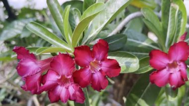 Çiçek (Adenium obesum, Impala Lily, alay Azalea, Sabi Star, Kudu veya çöl gülü) kırmızı renk, bahçede doğal güzel çiçek