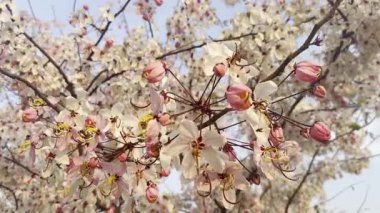 Çiçek (Cassia bakeriana) veya Pembe Duş, Dilek Ağacı, Cüce Elma Çiçeği Ağacı Bahçede Doğal Güzel Çiçekler