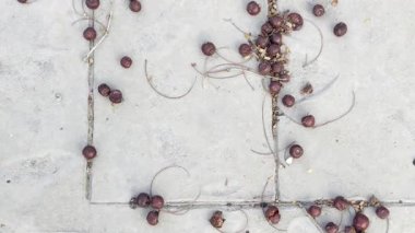 Park sonbaharında elektrikli süpürgeyle temizlik yapmak için yerdeki yaprakları temizleyen kişi