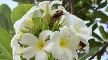 Çiçek (Plumeria çiçek) beyaz ve pembe renk, bahçede doğal güzel çiçek