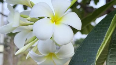 Çiçek (Plumeria çiçek) beyaz ve pembe renk, bahçede doğal güzel çiçek
