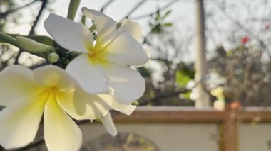 Çiçek (Plumeria çiçek) beyaz ve pembe renk, bahçede doğal güzel çiçek