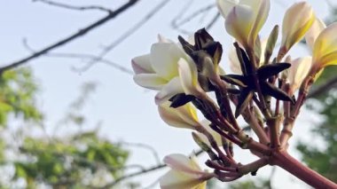 Çiçek (Plumeria çiçek) beyaz ve pembe renk, bahçede doğal güzel çiçek