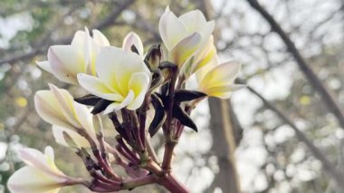 Çiçek (Plumeria çiçek) beyaz ve pembe renk, bahçede doğal güzel çiçek