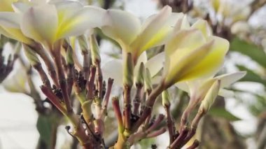 Çiçek (Plumeria çiçek) beyaz ve pembe renk, bahçede doğal güzel çiçek
