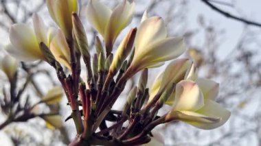 Çiçek (Plumeria çiçek) beyaz ve pembe renk, bahçede doğal güzel çiçek