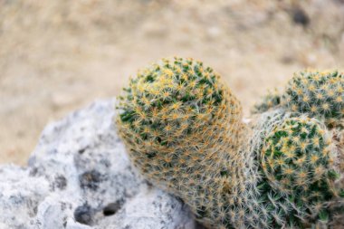 Kaktüs (Gymno, Gymnocalycium) ve kaktüs bahçesindeki kaktüs çiçekleri ev veya çiçekçide dekoratif için çok sayıda boyut ve renk kullanılır.