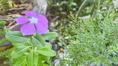Çiçek (Catharanthus gülü, parlak gözler, Pelerin menekşesi, mezarlık bitkisi, Madagaskar menekşesi, yaşlı kız kurusu, pembe gül rengi) pembe veya gül rengi, bahçede doğal olarak güzel çiçekler