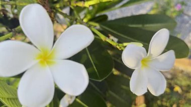 Çiçek (Plumeria çiçek) beyaz ve pembe renk, bahçede doğal güzel çiçek