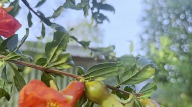 Punica meyve taşıyan yaprak döken çalılar veya küçük ağaçlar küçük bir cinstir. Daha iyi bilinen türler bahçedeki nar (Punica granatum)