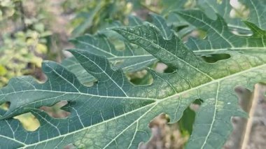 Yeşillik arkaplan, doğal bitki ve yaprak çevrenin yeşil rengi yeşil konsept (Papaya)