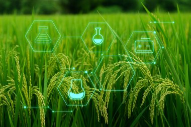 Yapay zeka, biyoteknoloji dijital kaplamayla geliştirilmiş verimli bir pirinç tarlasının görüntüsünü oluşturdu. Laboratuvar araçları besin maddeleri ve enerji ikonları modern tarım alanındaki bilimsel kesinliği sembolize ediyor.