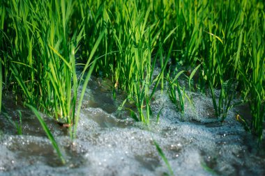 Pirinç tarlasında doğanın sulanması çeltik yeşili renkli yemyeşil tarım Asya 'da bir tarımdır.