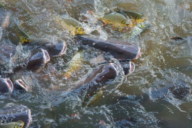 Çok tatlı su balık yayın balığı, yılanbaşı balık, yılan balığı ve diğer mücadele ne zaman yem nehirde bir yemek yemek gibi aç kalabalık
