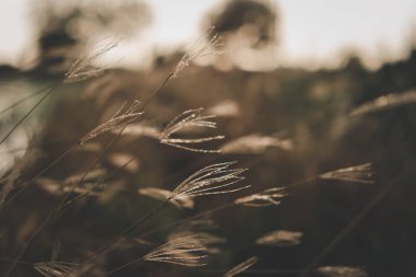 Silhouette landscape of nature grass field and flower of grass on meadow garden field green color lush with sunlight (sunset or sunshine) in countryside or park