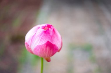 Lotus çiçeği (Lotus veya Nelumbo) mor, menekşe, beyaz ve pembe renk, doğal olarak bahçede güzel çiçekler