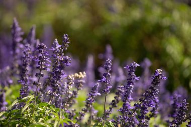 Salvia çiçeğinin seçili yakın plan görüntüsü bitki veya bahçede kış ve yaz için kullanılan doğal mor çiçekten çiçek açar