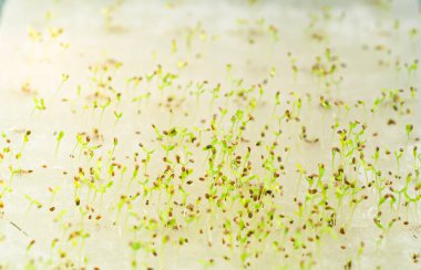 An image closeup selected focus grow seed vegetable a hydroponics nursery environment in the farm on farming use for background.