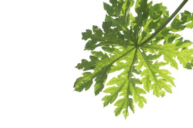 Beyaz arkaplanda kesme yolu ve metin alanı için kopyalama alanı ile izole edilmiş bir resim nesnesi papaya yaprağı şekli. 