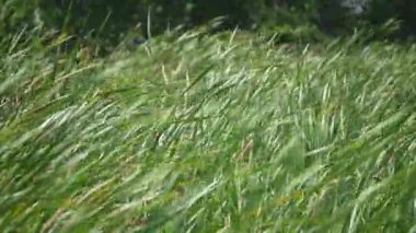 Yüksek çözünürlüklü görüntüler, uzun yaprak otunun rüzgarla savruluşunu gösteriyor. 4K çözünürlükte rüzgarlı doğa sahnesi.