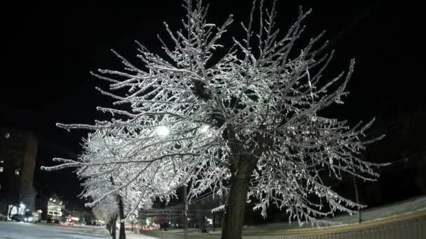 Paesaggi Notturni Congelati Urban Winter Wonderland Con Rami Ghiacciati Grandangolo — Video Stock