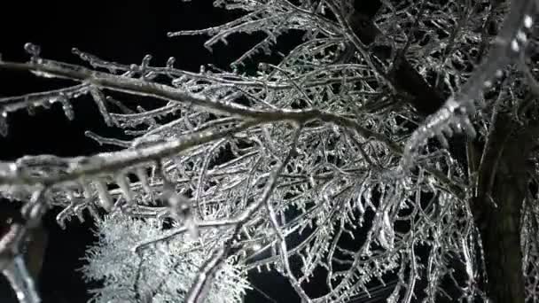 Fagyasztott Éjszakai Tájak Városi Téli Csodaország Jégcsapos Ágakkal Széles Szögben — Stock videók