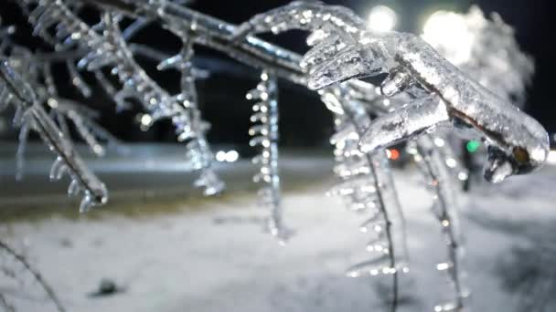 凍結した夜景 イシクル覆われた枝幅の都市冬のワンダーランド — ストック動画