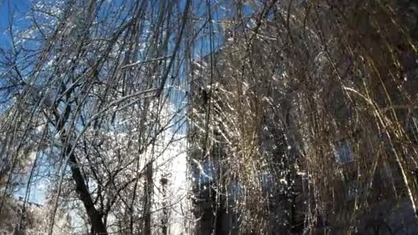 Las Ramas Congeladas Los Árboles Hielo Invierno Detalles Del Paisaje — Vídeos de Stock
