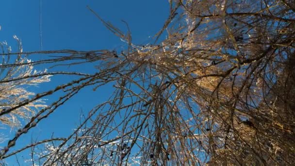Κατεψυγμένα Κλαδιά Δέντρων Πάγο Χειμώνα Μαγεία Τοπίο Λεπτομέρειες — Αρχείο Βίντεο