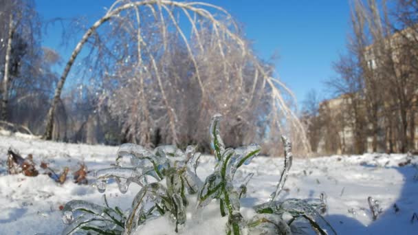 Las Ramas Congeladas Los Árboles Hielo Invierno Detalles Del Paisaje — Vídeo de stock