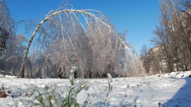 氷の冬の魔法の風景の細部の凍った木の枝 — ストック動画