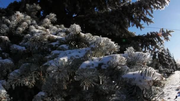 Frysta Grenar Träd Vinter Magi Landskap Detaljer — Stockvideo