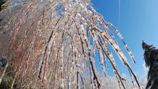 Las Ramas Congeladas Los Árboles Hielo Invierno Detalles Del Paisaje — Vídeos de Stock