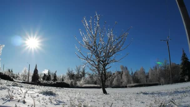 Buz Gibi Kışın Donmuş Ağaç Dalları Sihirli Manzara Ayrıntıları — Stok video